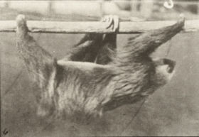 Plate 750 Sloth walking suspended on a horizontal pole — figure reference
